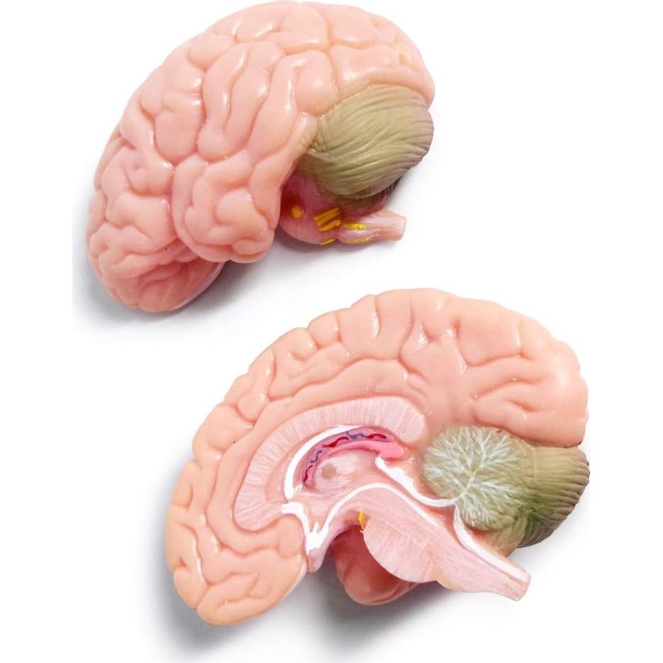 Modelo de Cráneo Humano con Cerebro Generies 2025 3 Partes