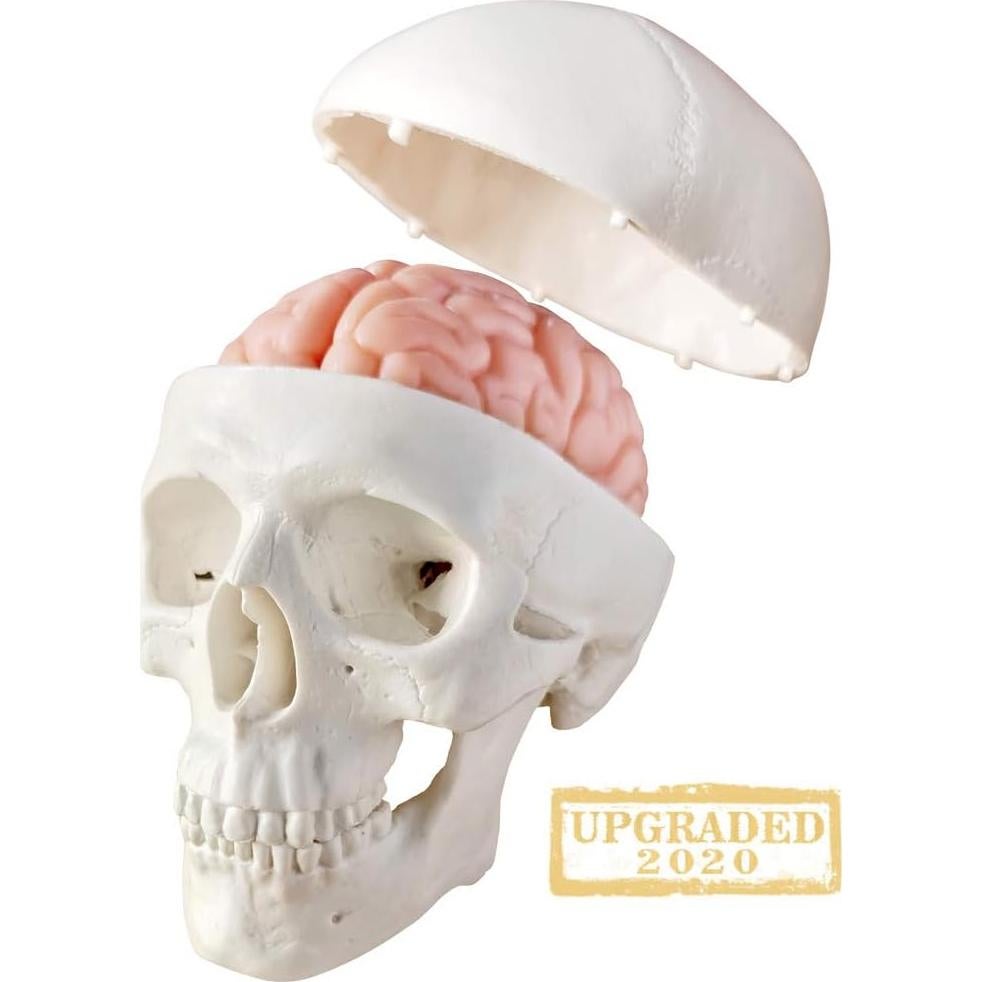 Modelo de Cráneo Humano con Cerebro Generies 2025 3 Partes