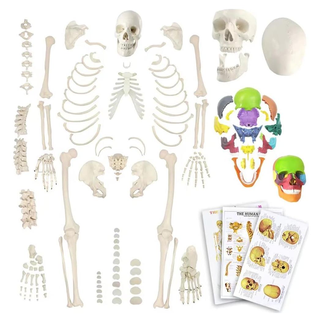 Esqueleto Humano Desarticulado Evotech 170 cm 15 Piezas