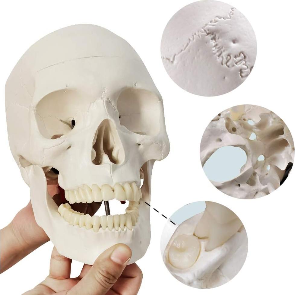 Esqueleto Humano Desarticulado Evotech 170 cm 15 Piezas