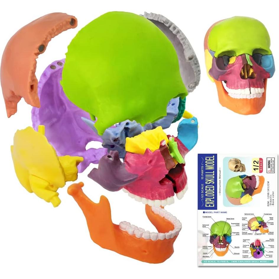 Esqueleto Humano Desarticulado Evotech 170 cm 15 Piezas