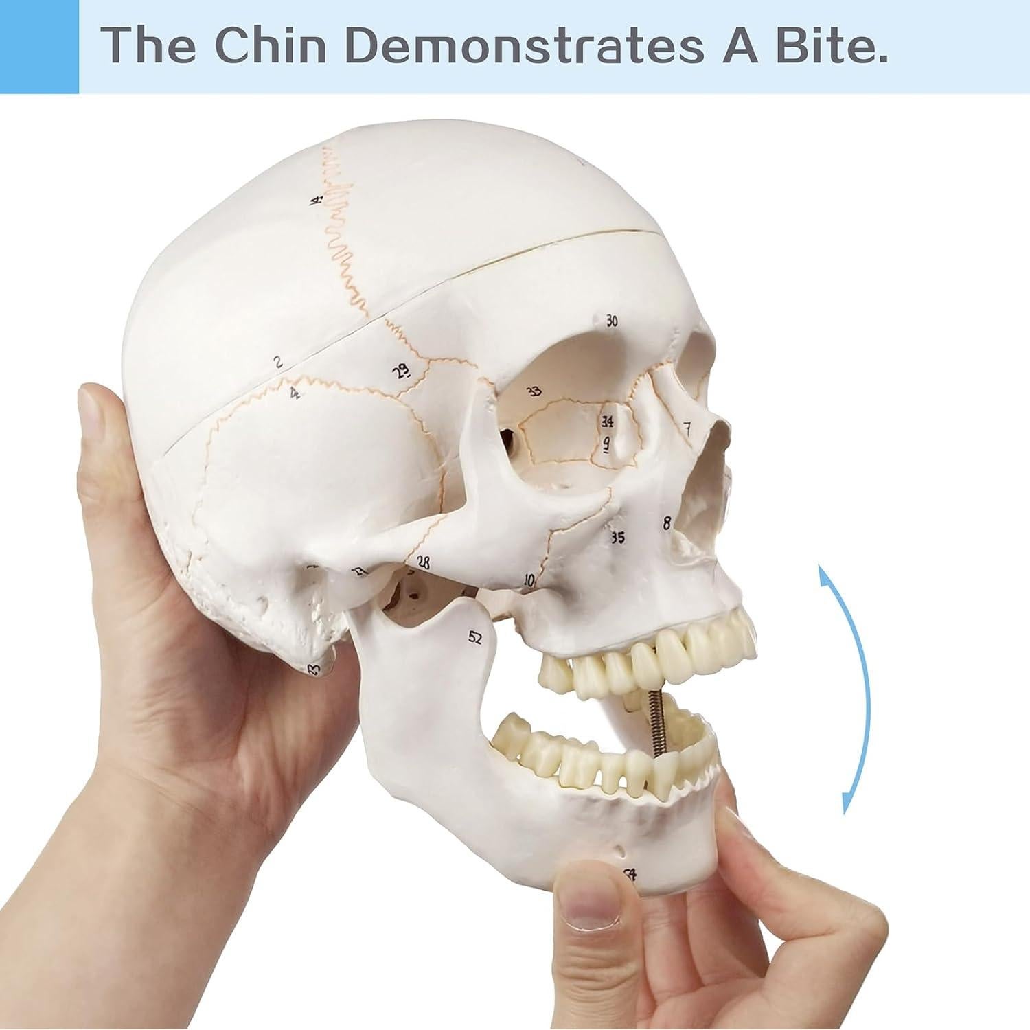 Modelo de Cráneo Humano Anatómico HADWYN 54 Piezas