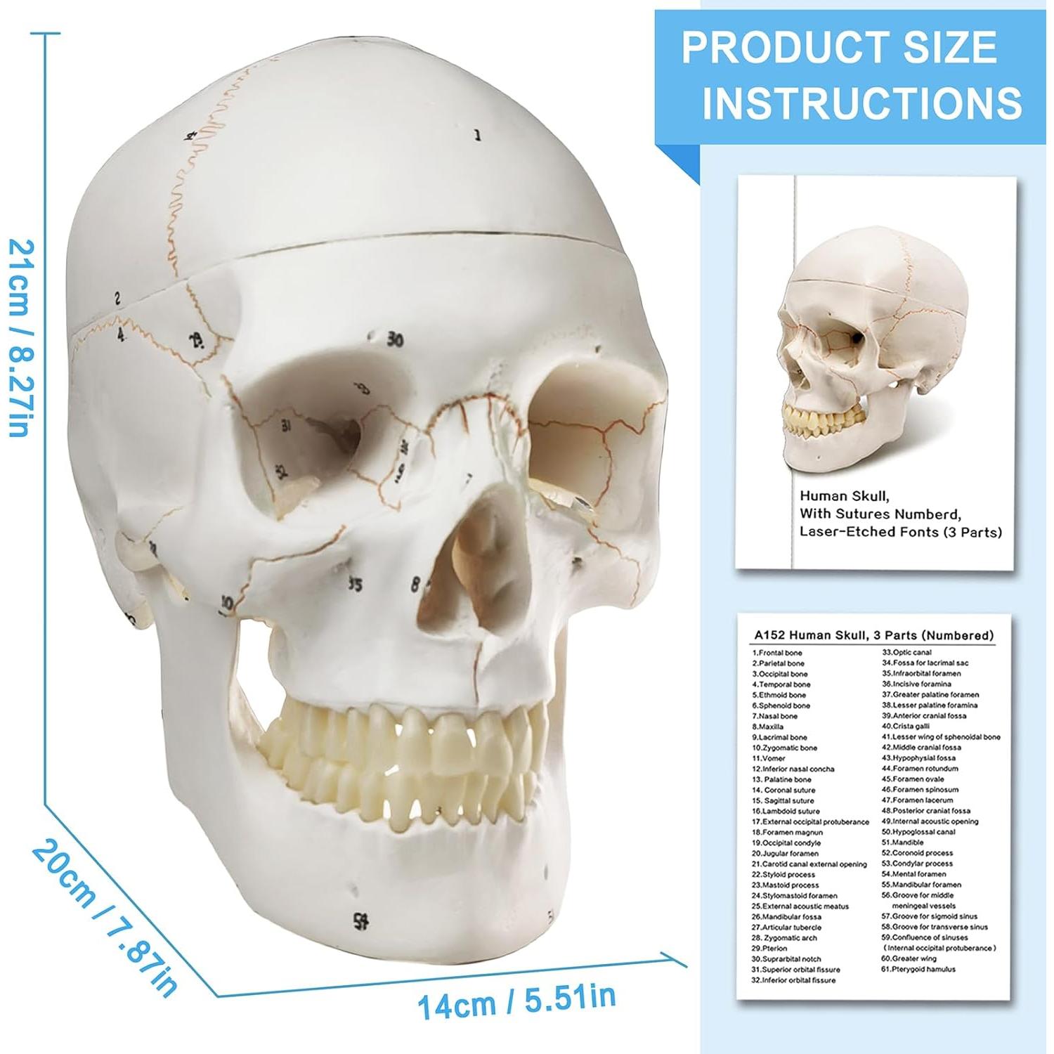 Modelo de Cráneo Humano Anatómico HADWYN 54 Piezas