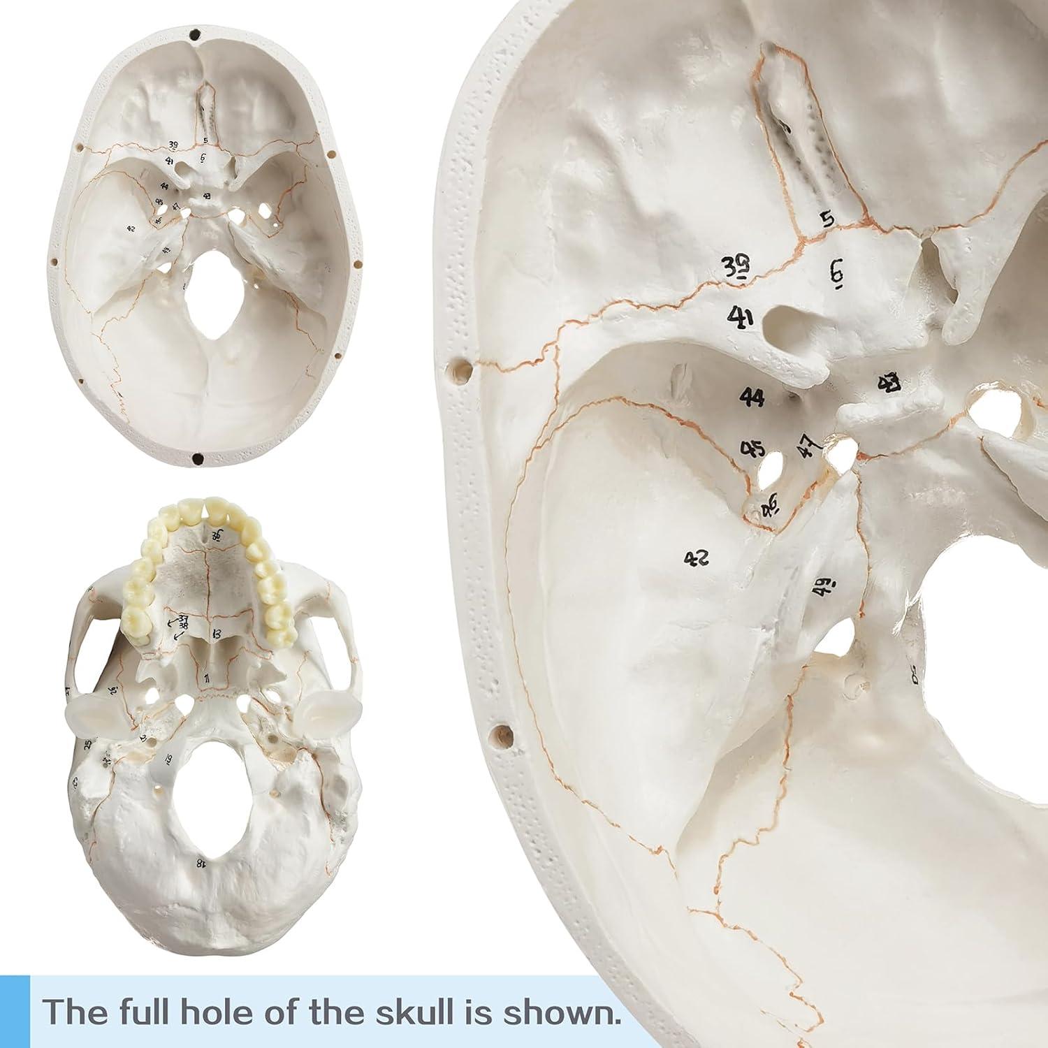 Modelo de Cráneo Humano Anatómico HADWYN 54 Piezas
