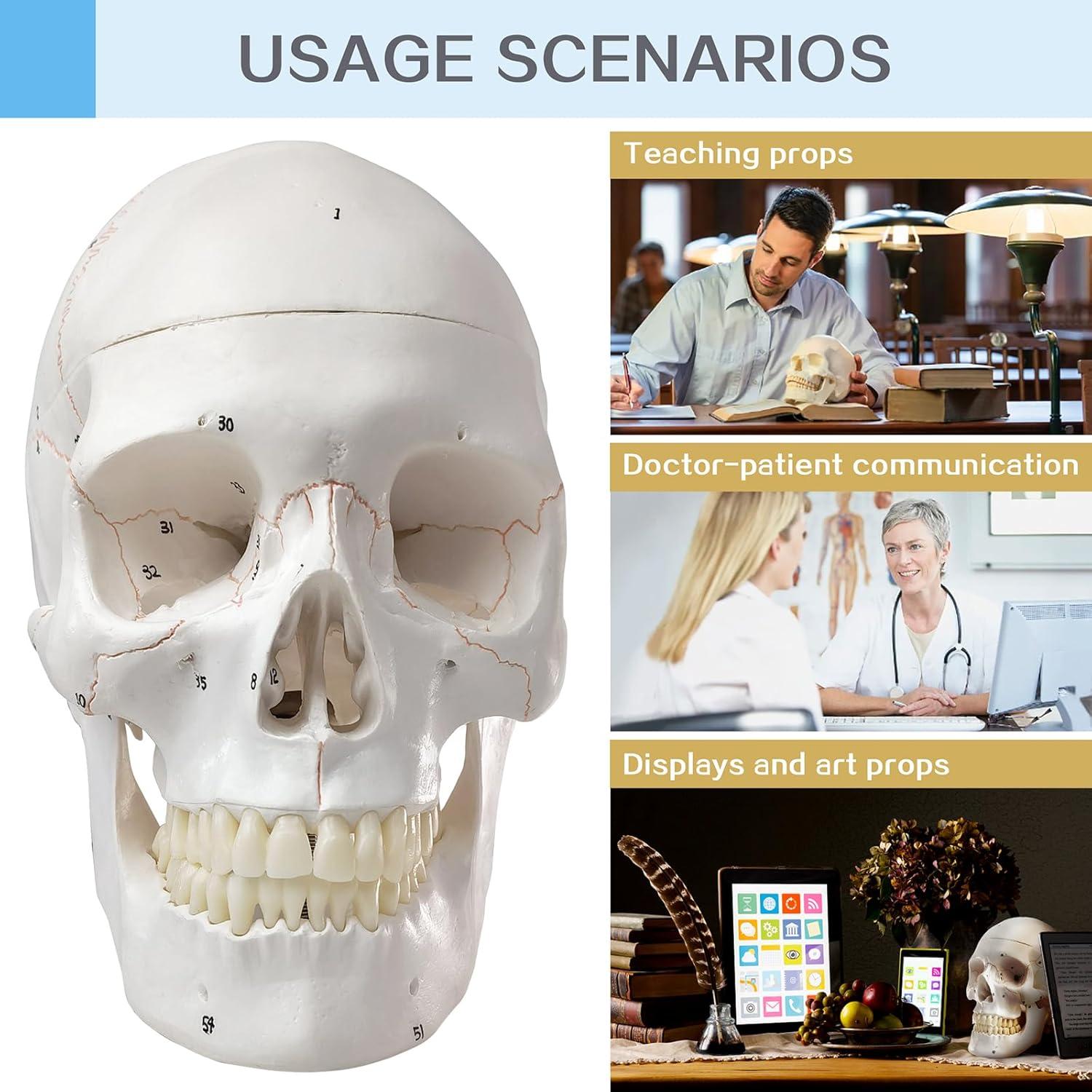 Modelo de Cráneo Humano Anatómico HADWYN 54 Piezas