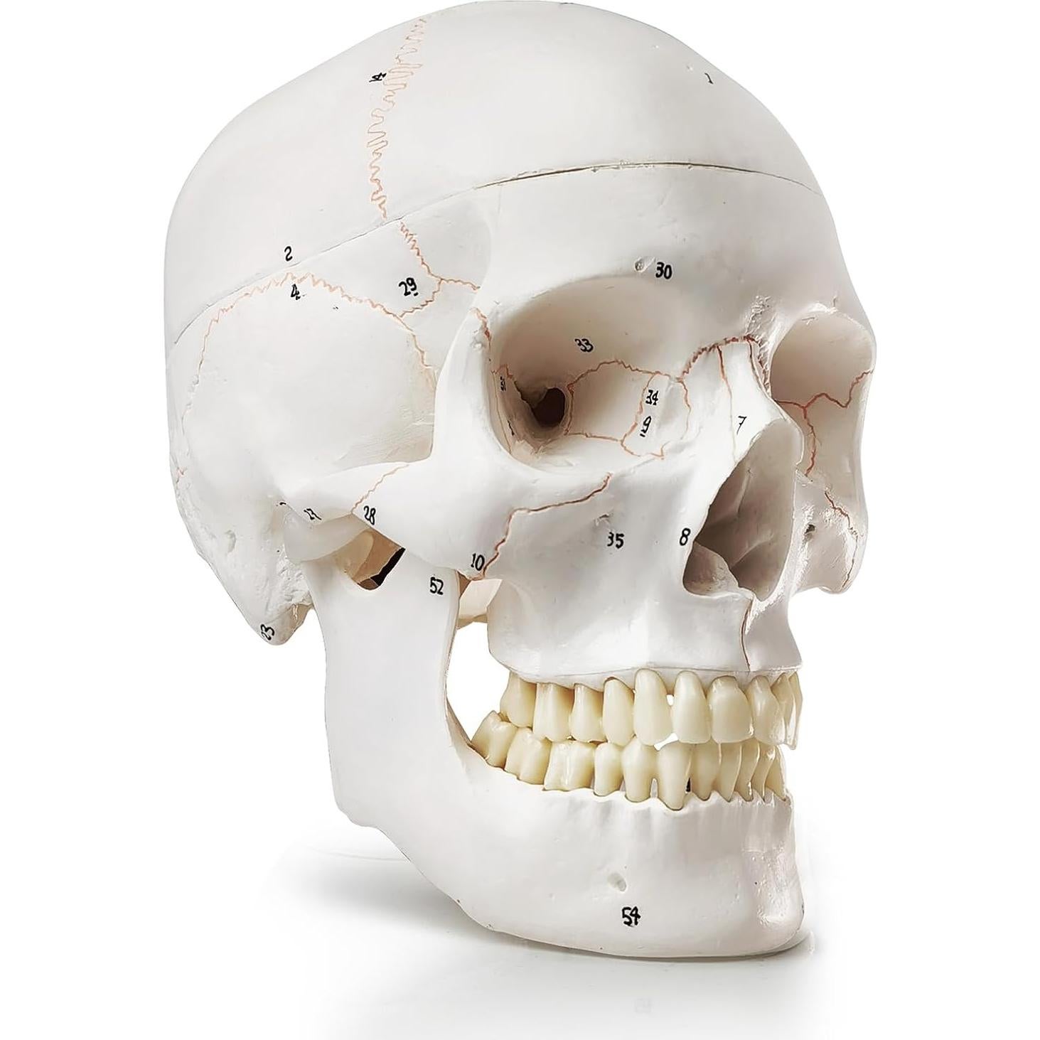 Modelo de Cráneo Humano Anatómico HADWYN 54 Piezas