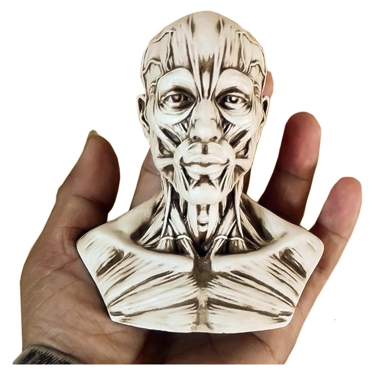 Modelo Humano Anatomía Cráneo HSOMiD 10.2 cm Estudio Médico