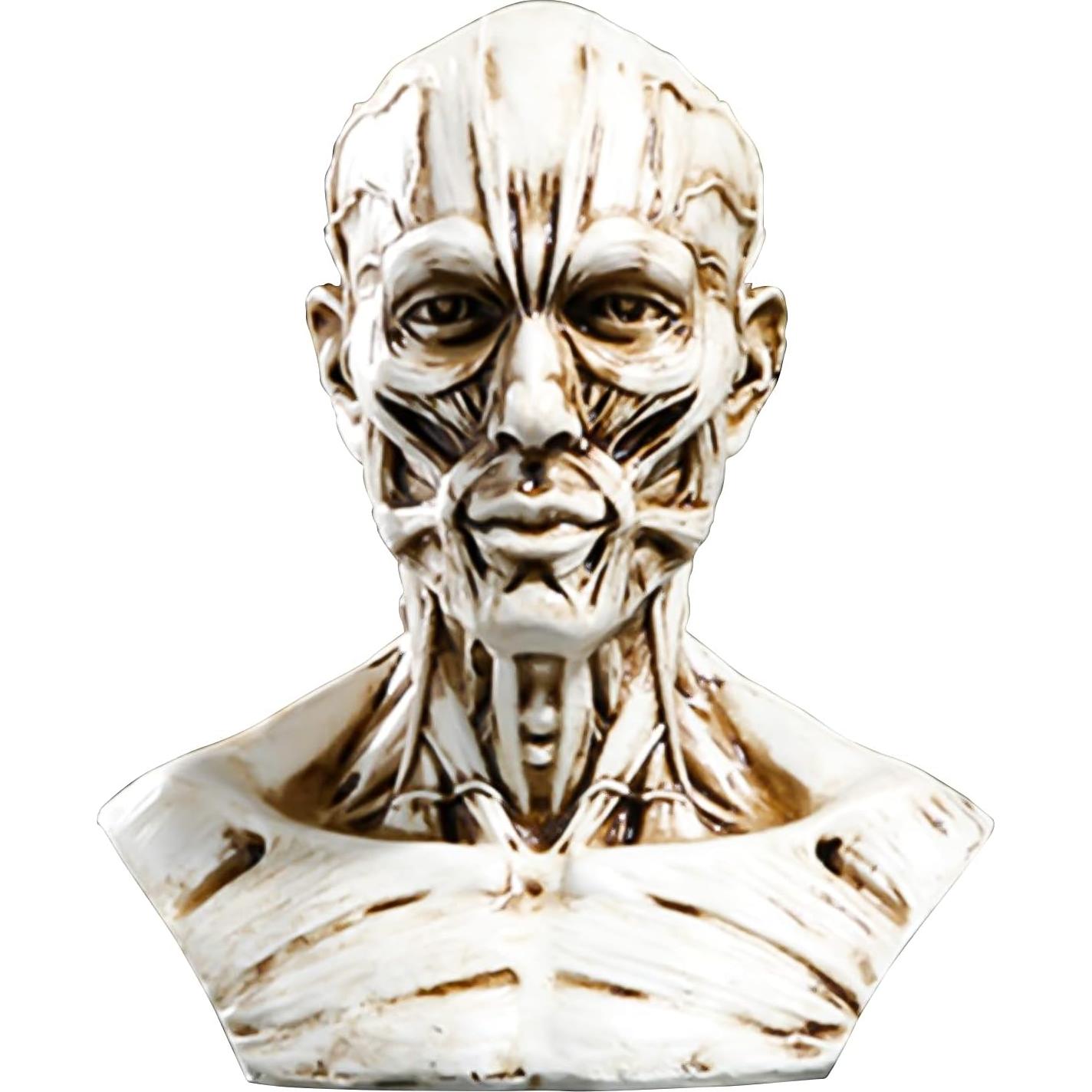 Modelo Humano Anatomía Cráneo HSOMiD 10.2 cm Estudio Médico