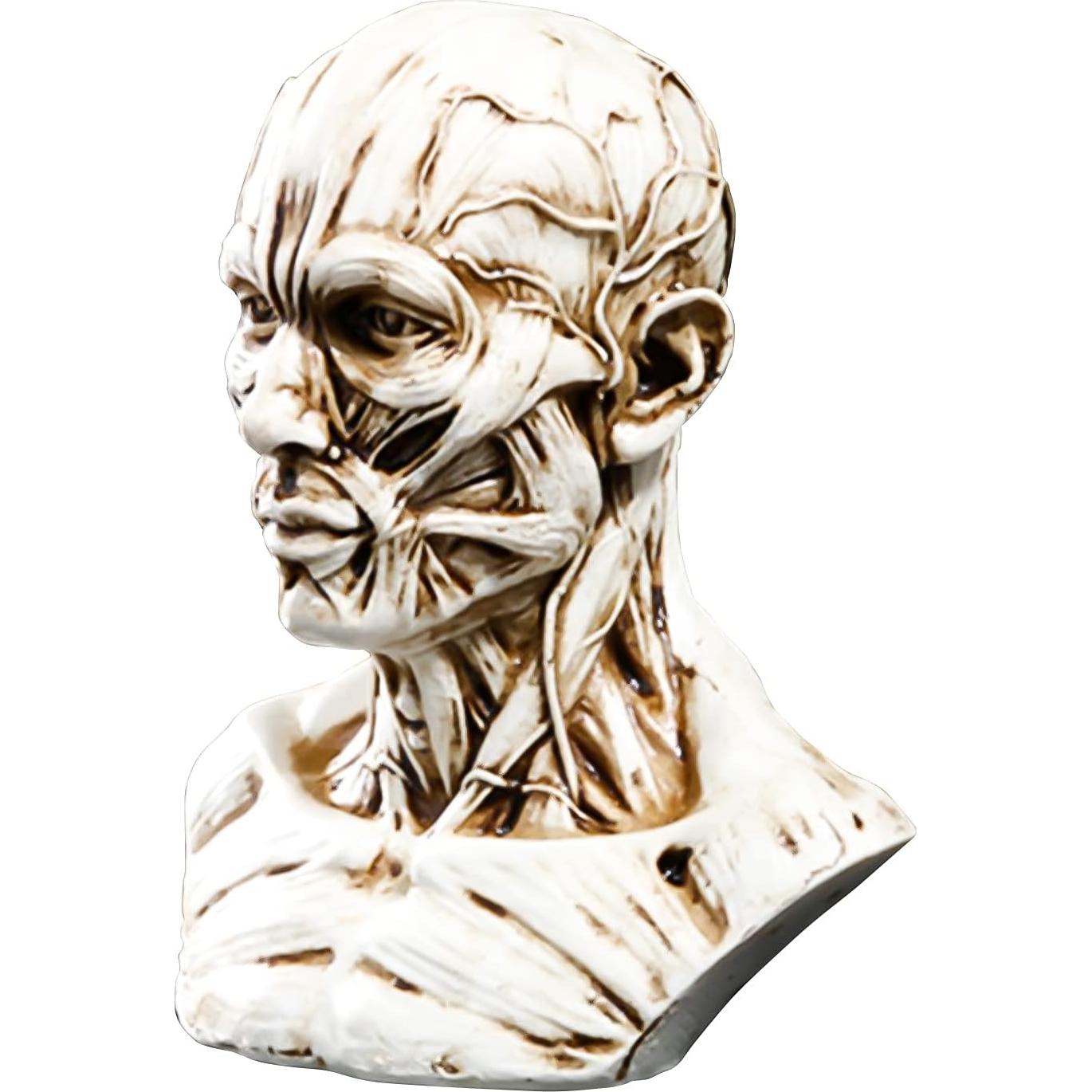 Modelo Humano Anatomía Cráneo HSOMiD 10.2 cm Estudio Médico