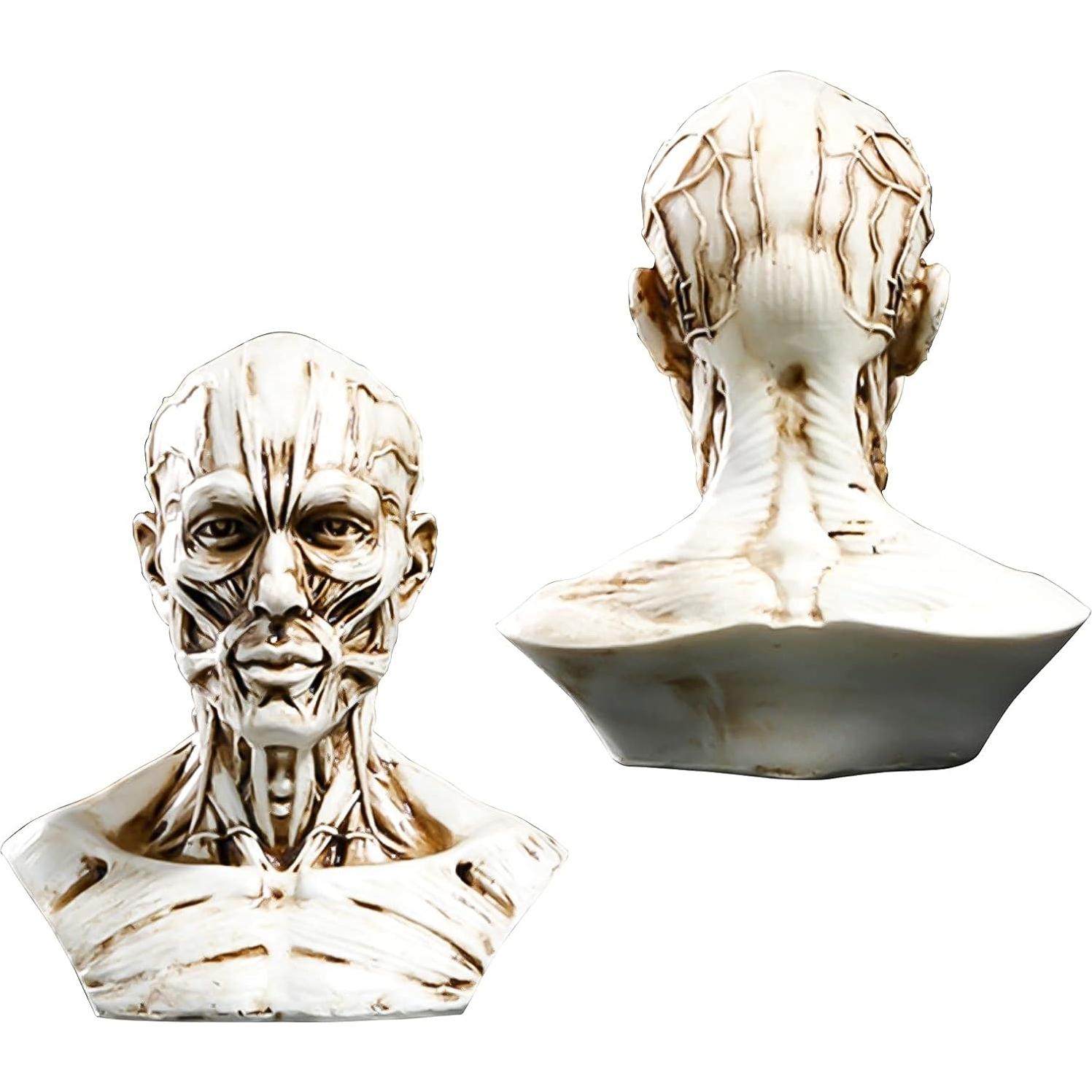 Modelo Humano Anatomía Cráneo HSOMiD 10.2 cm Estudio Médico