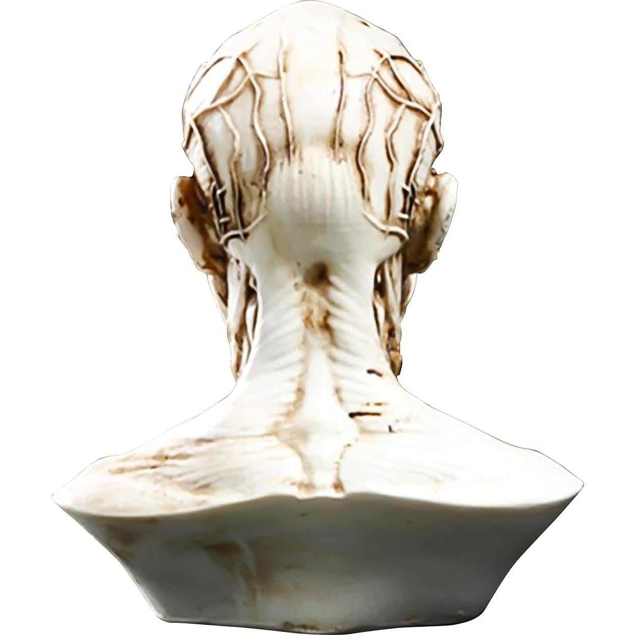 Modelo Humano Anatomía Cráneo HSOMiD 10.2 cm Estudio Médico