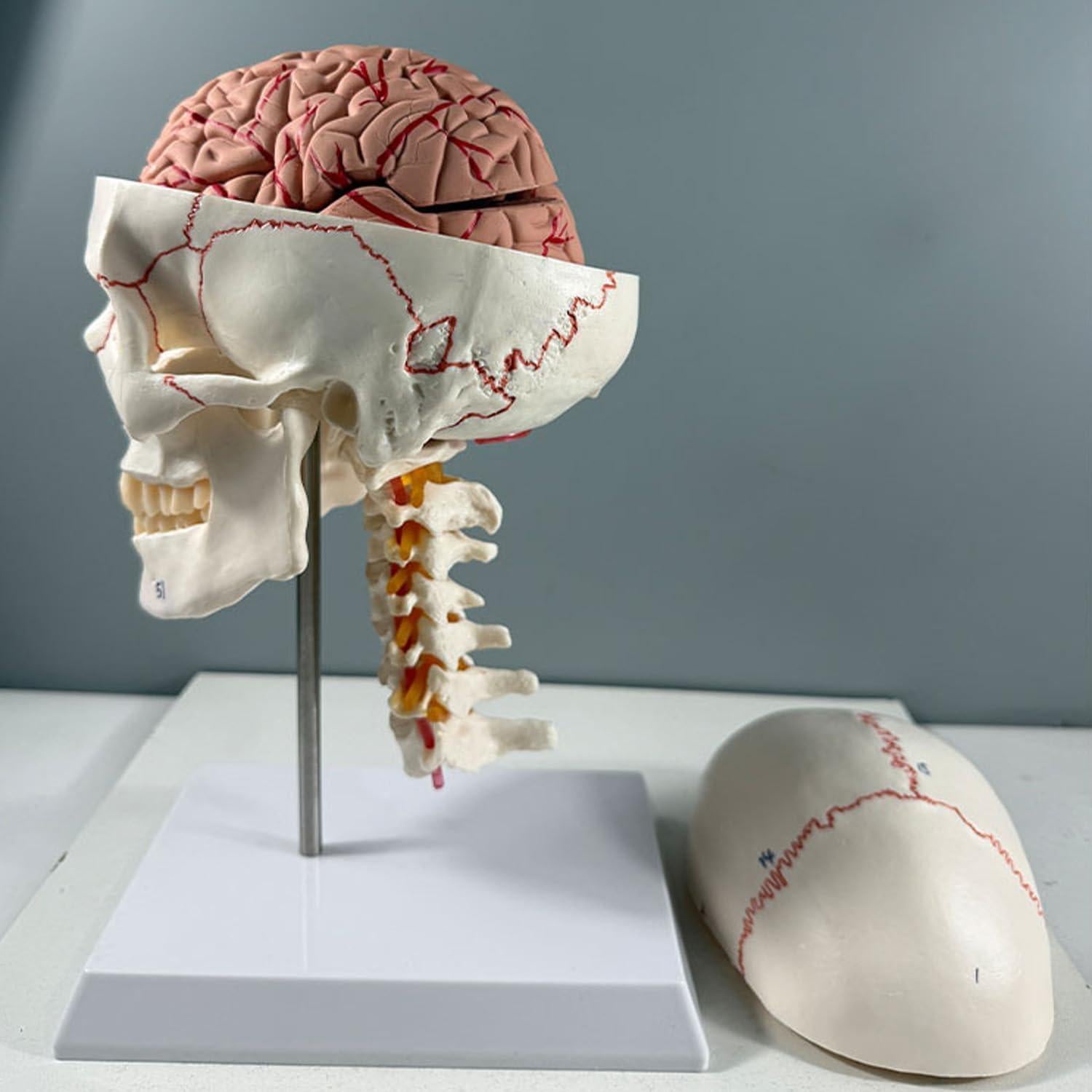 Modelo de Anatomía del Cráneo y Cerebro Humano Haobase 11 Piezas