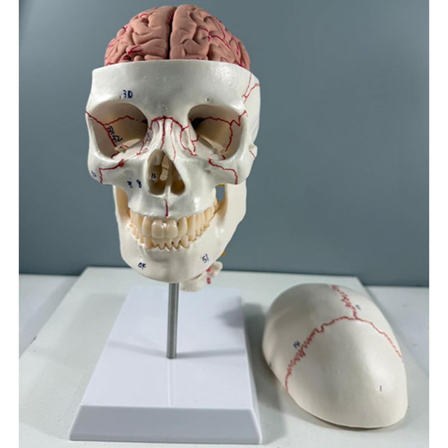 Modelo de Anatomía del Cráneo y Cerebro Humano Haobase 11 Piezas