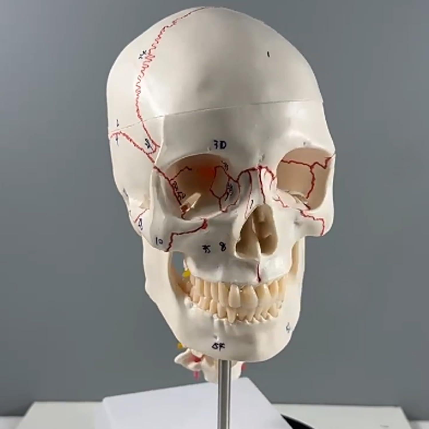 Modelo de Anatomía del Cráneo y Cerebro Humano Haobase 11 Piezas
