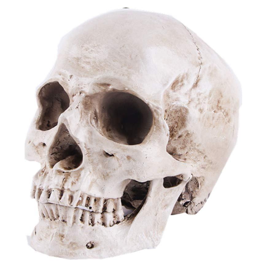 Modelo de Cráneo Humano Anatómico JOONOR - Resina 19x14.5 cm