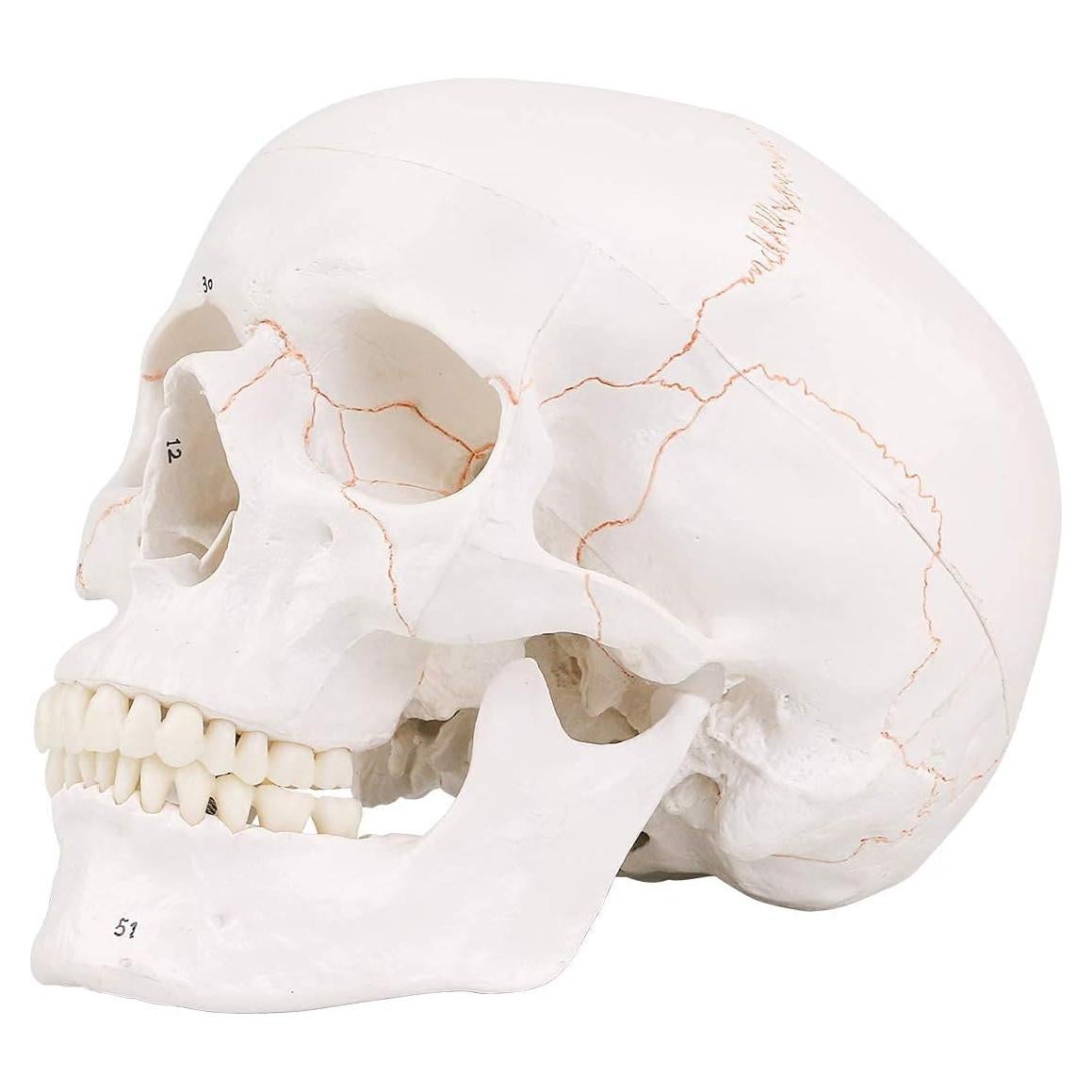 Modelo de Cráneo Humano EUDDOO 3 Partes Removibles 0.76 kg