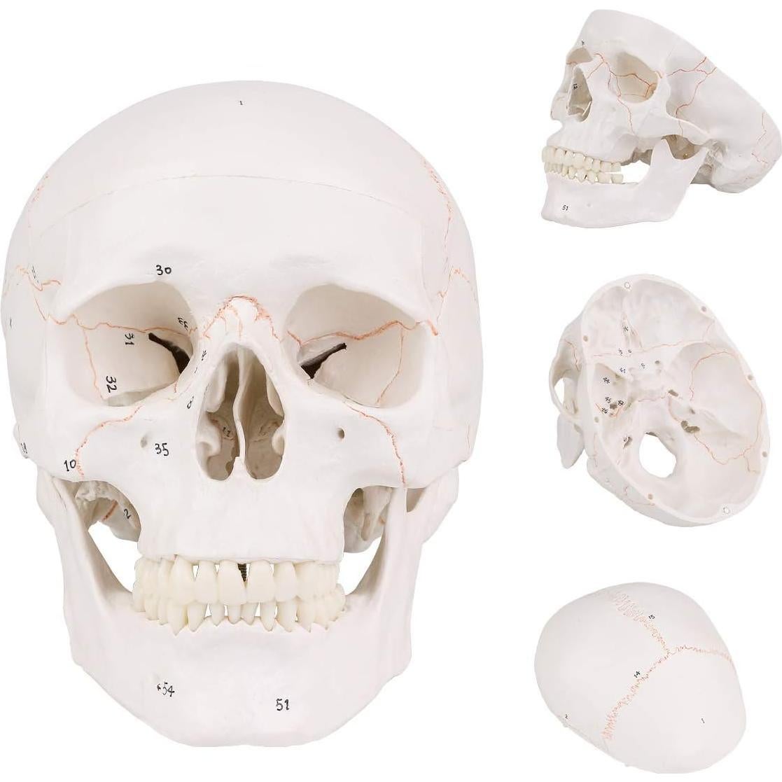 Modelo de Cráneo Humano EUDDOO 3 Partes Removibles 0.76 kg