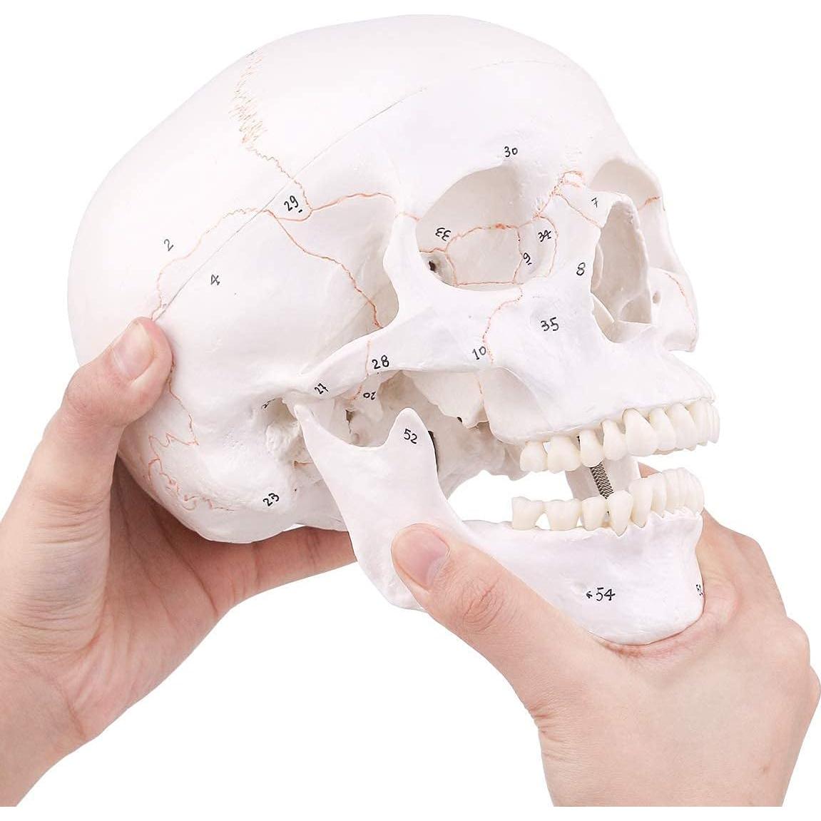 Modelo de Cráneo Humano EUDDOO 3 Partes Removibles 0.76 kg