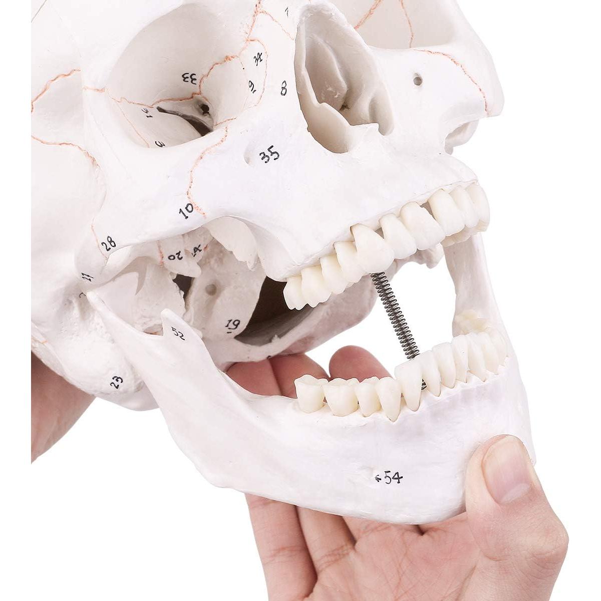 Modelo de Cráneo Humano EUDDOO 3 Partes Removibles 0.76 kg