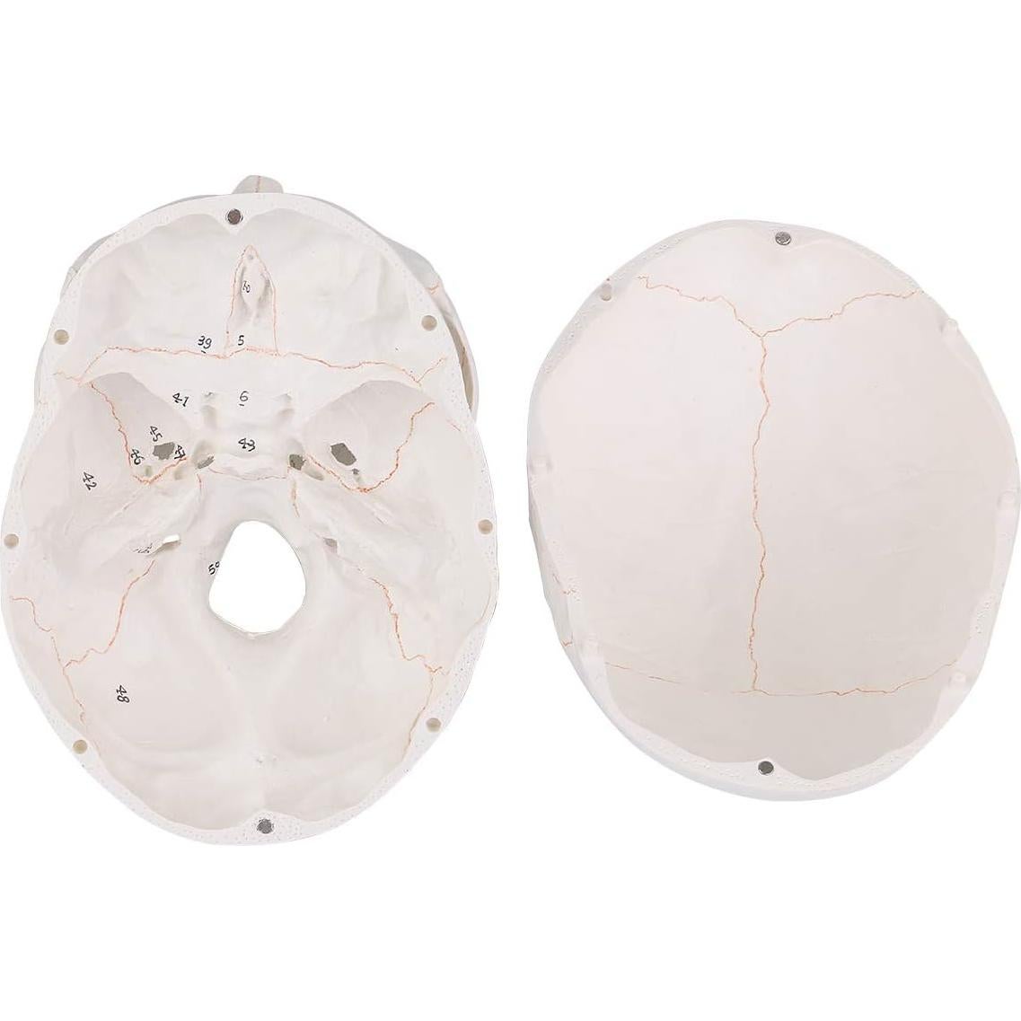 Modelo de Cráneo Humano EUDDOO 3 Partes Removibles 0.76 kg