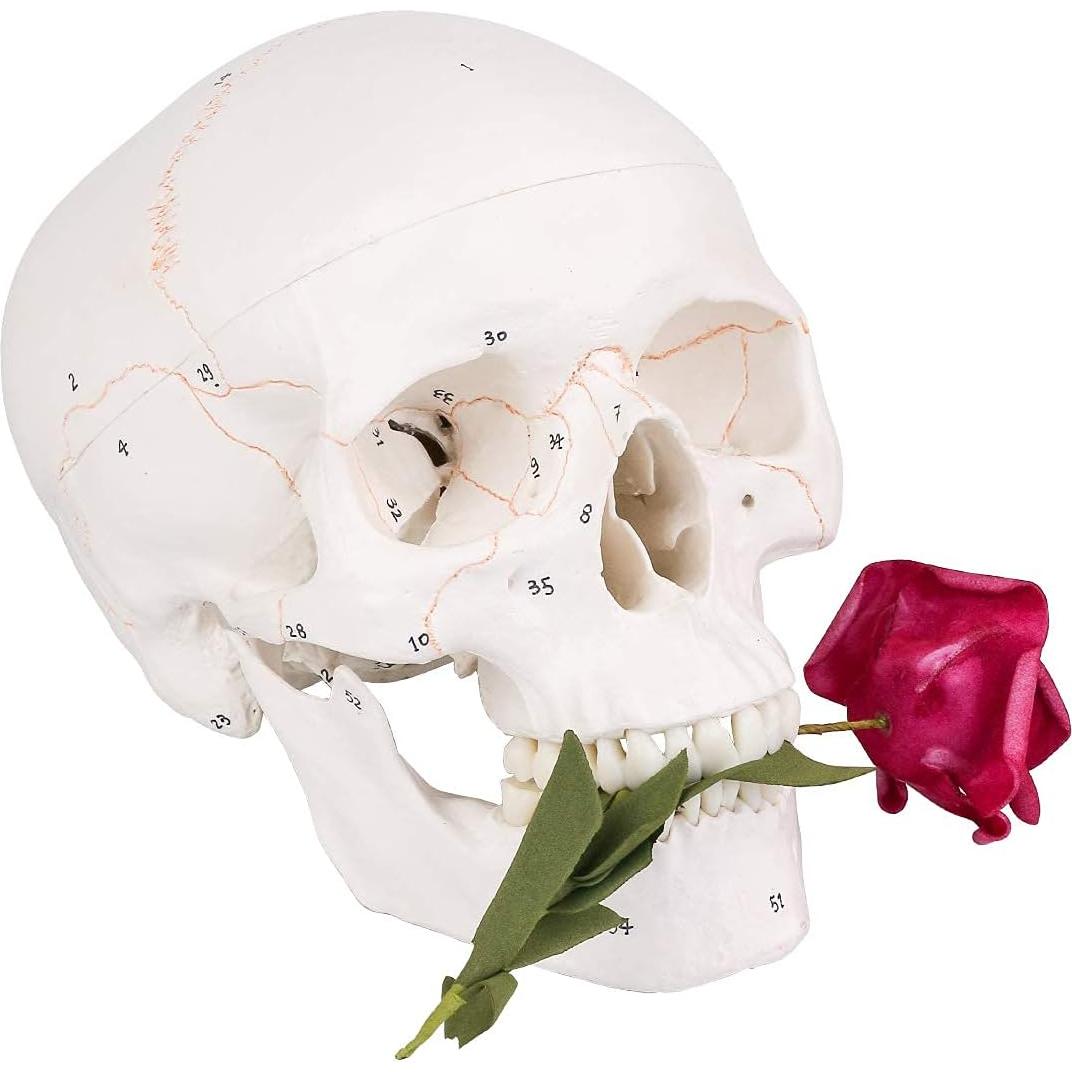 Modelo de Cráneo Humano EUDDOO 3 Partes Removibles 0.76 kg