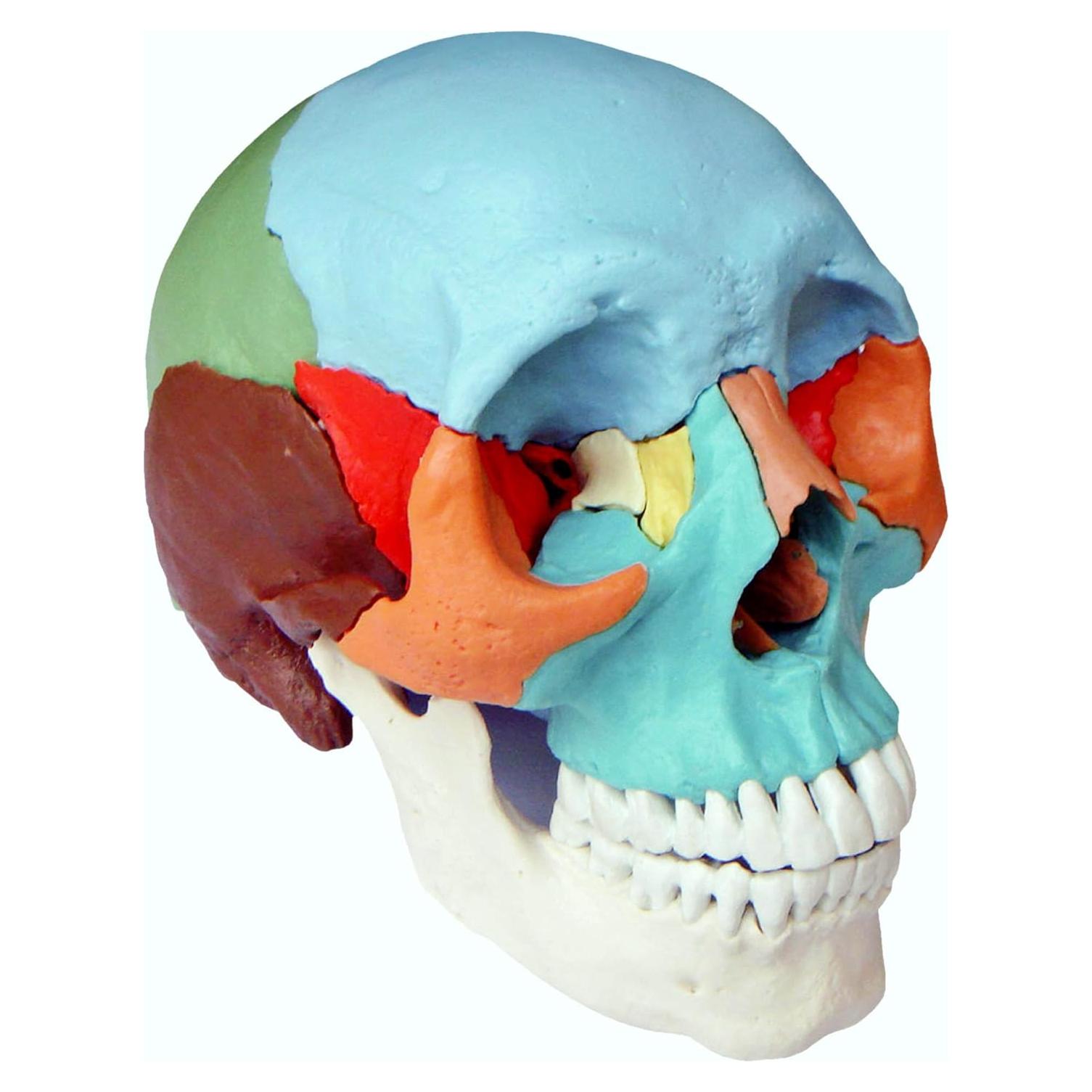 Modelo Cráneo Osteopático Humano Wellden 22 Partes Didáctico