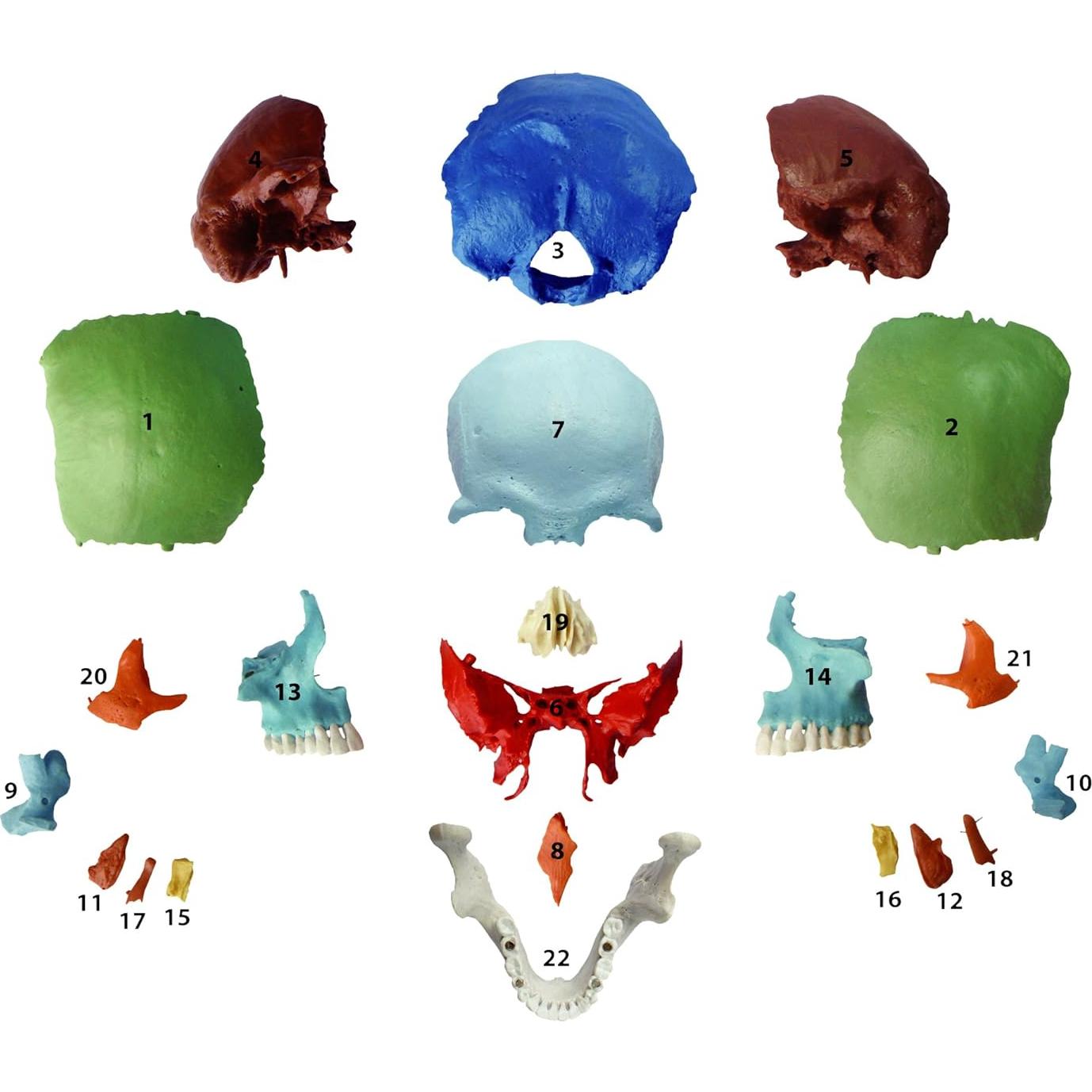 Modelo Cráneo Osteopático Humano Wellden 22 Partes Didáctico