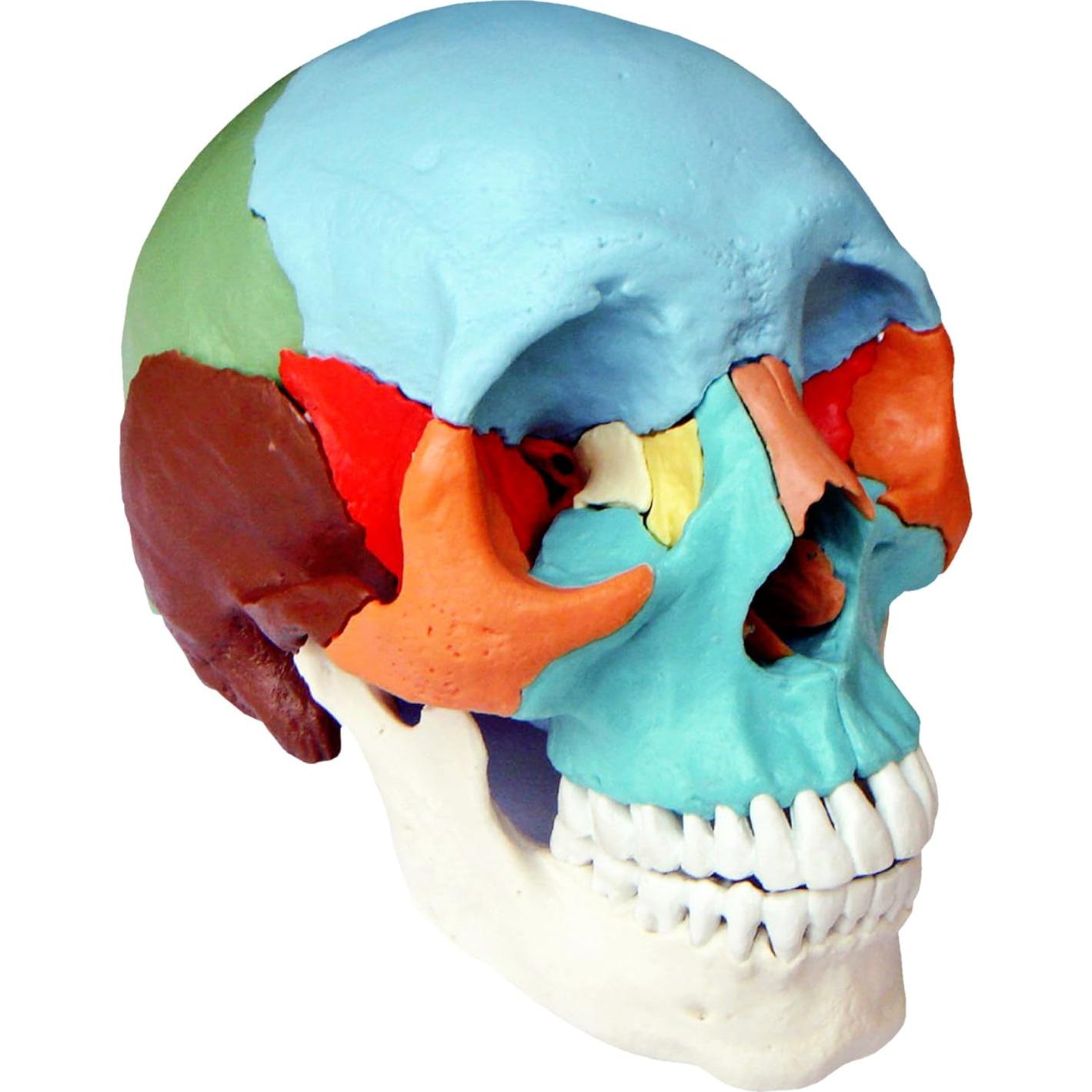 Modelo Cráneo Osteopático Humano Wellden 22 Partes Didáctico