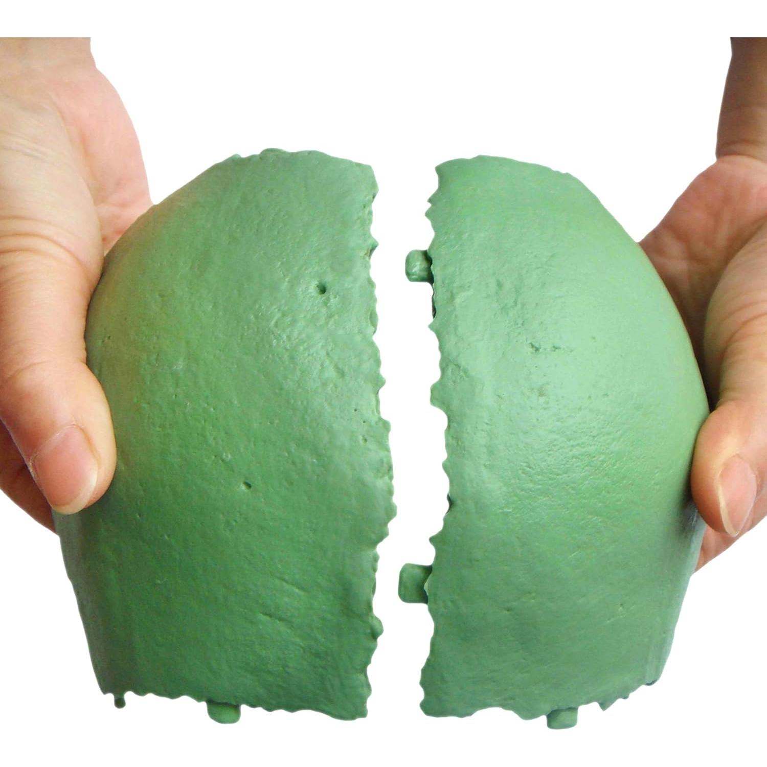 Modelo Cráneo Osteopático Humano Wellden 22 Partes Didáctico