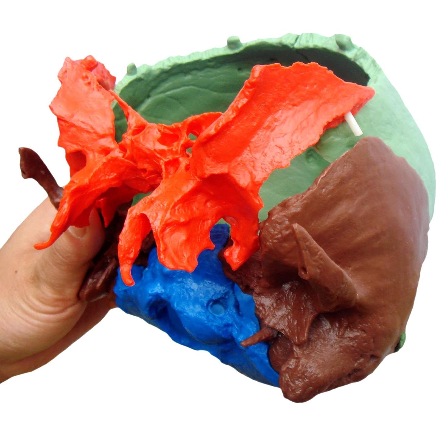 Modelo Cráneo Osteopático Humano Wellden 22 Partes Didáctico