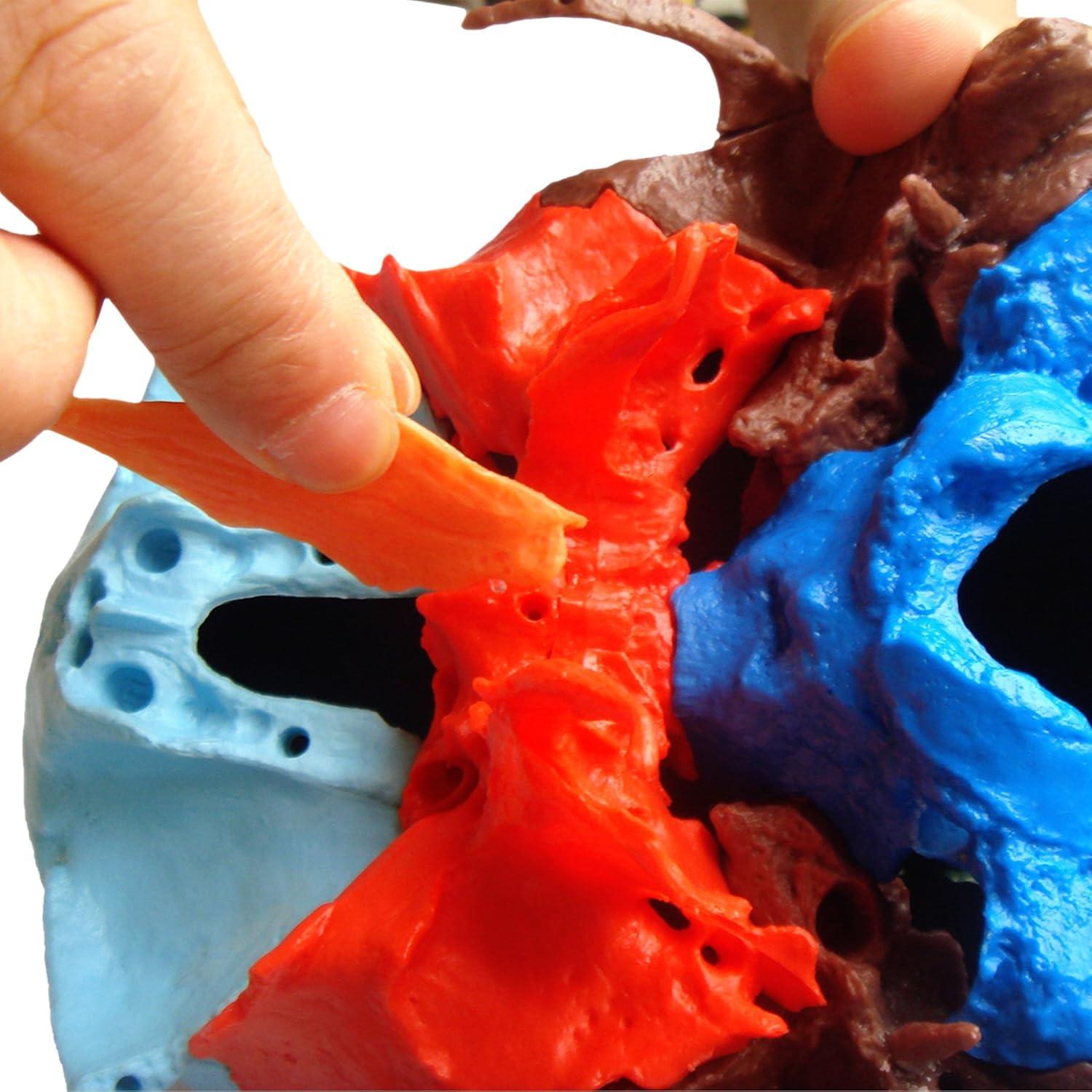 Modelo Cráneo Osteopático Humano Wellden 22 Partes Didáctico