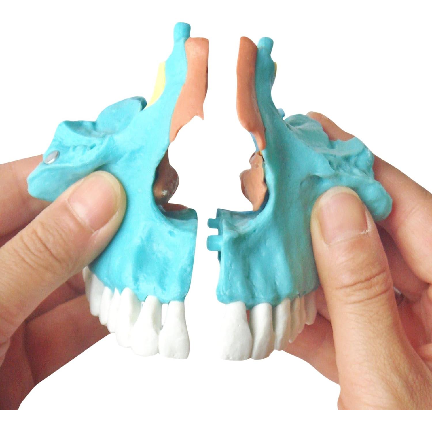 Modelo Cráneo Osteopático Humano Wellden 22 Partes Didáctico