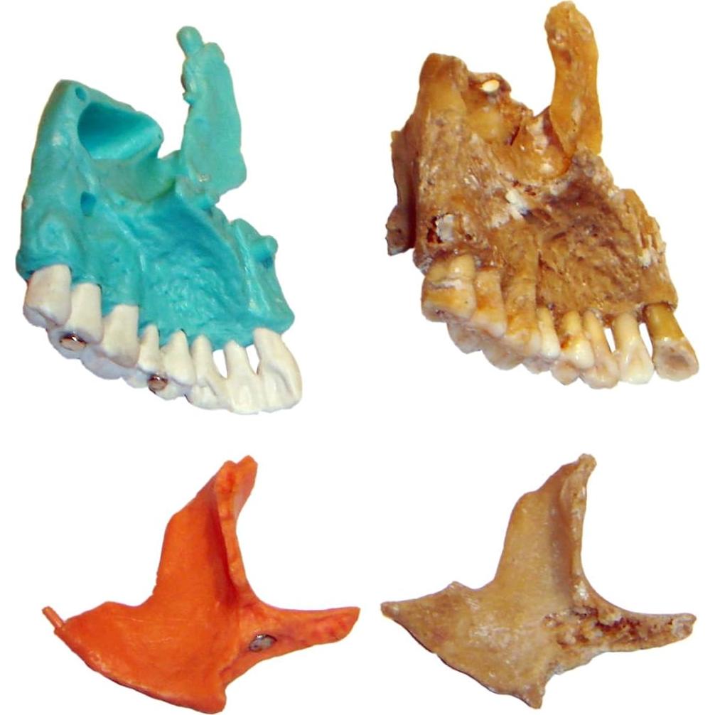 Modelo Cráneo Osteopático Humano Wellden 22 Partes Didáctico