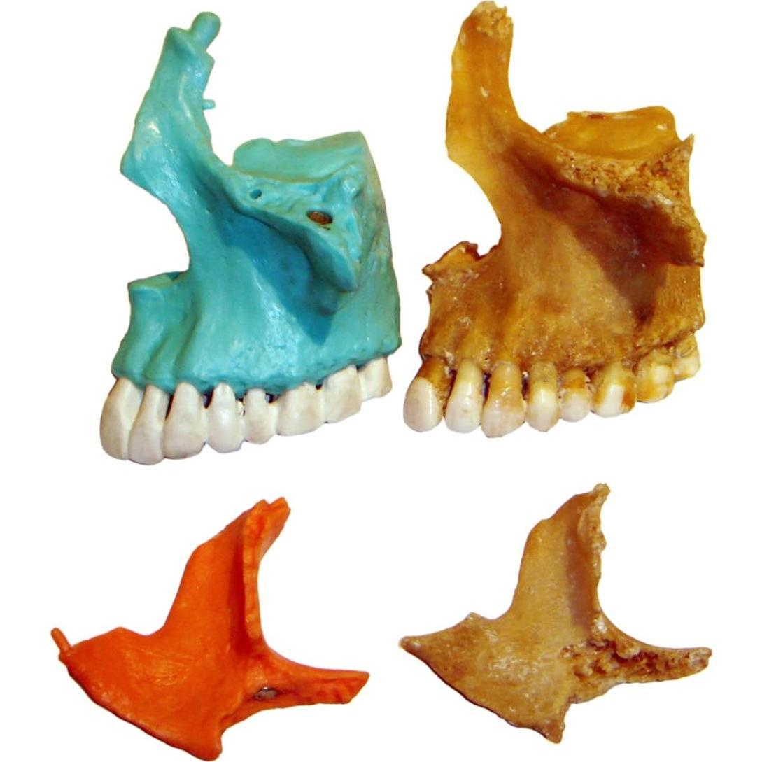 Modelo Cráneo Osteopático Humano Wellden 22 Partes Didáctico