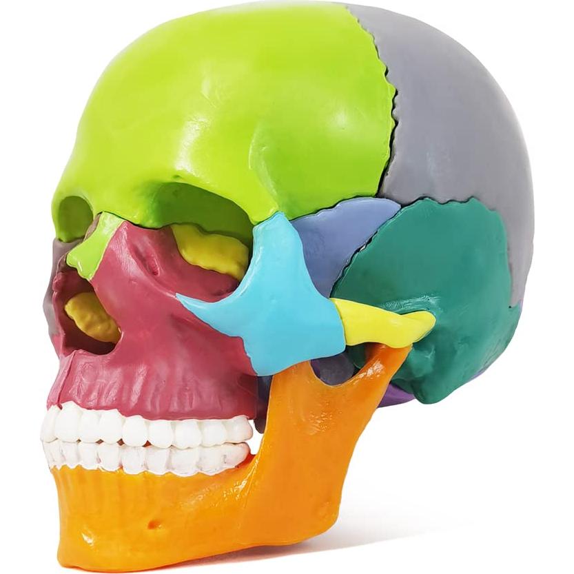 Modelo de Cráneo Mini Colorido Benilev 15 Piezas Didáctico
