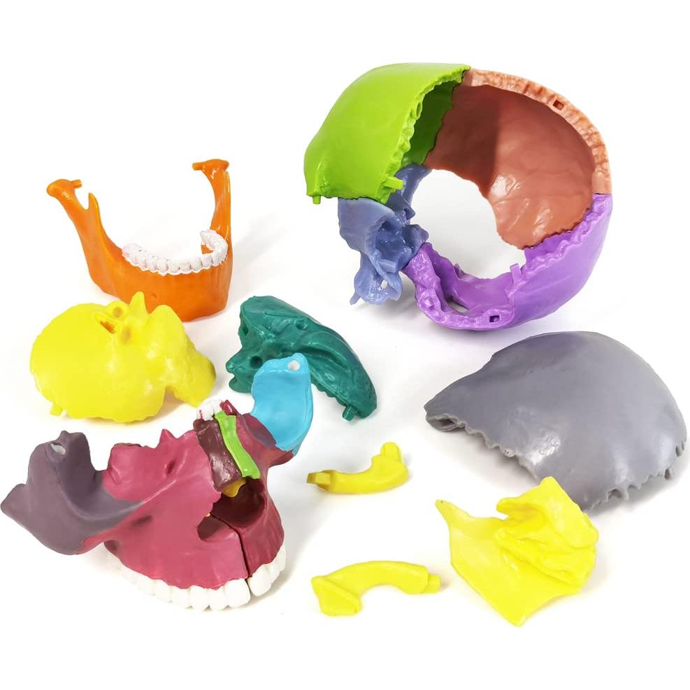 Modelo de Cráneo Mini Colorido Benilev 15 Piezas Didáctico