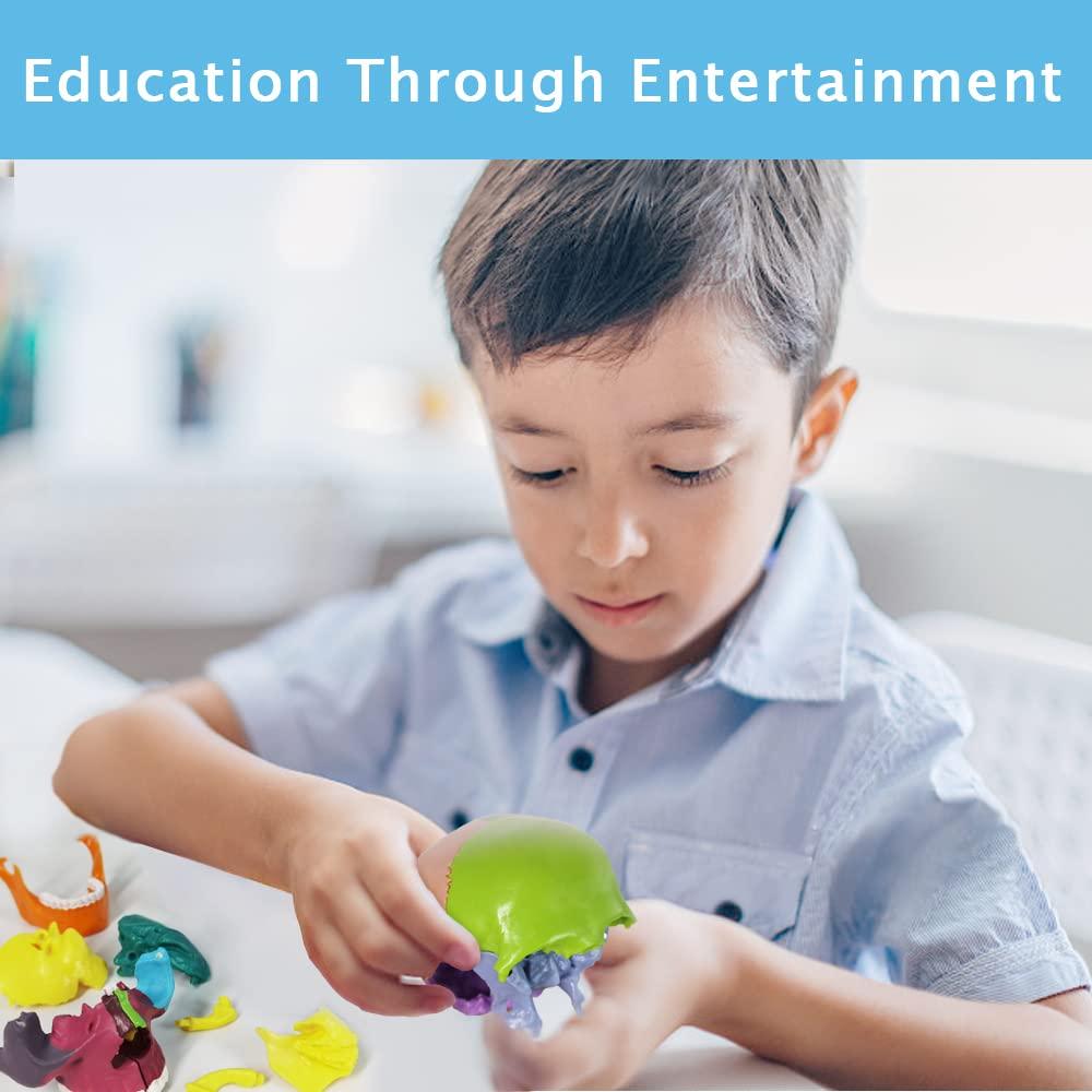 Modelo de Cráneo Mini Colorido Benilev 15 Piezas Didáctico