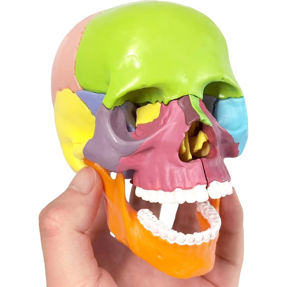Modelo de Cráneo Mini Colorido Benilev 15 Piezas Didáctico