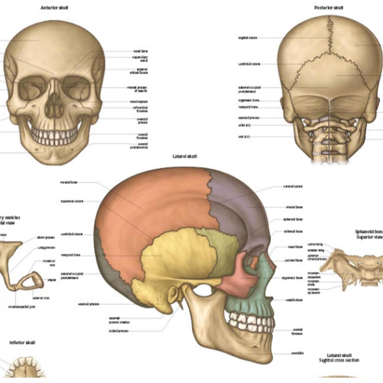 Póster de Anatomía del Cráneo Humano Laminado 43.9x57.2cm