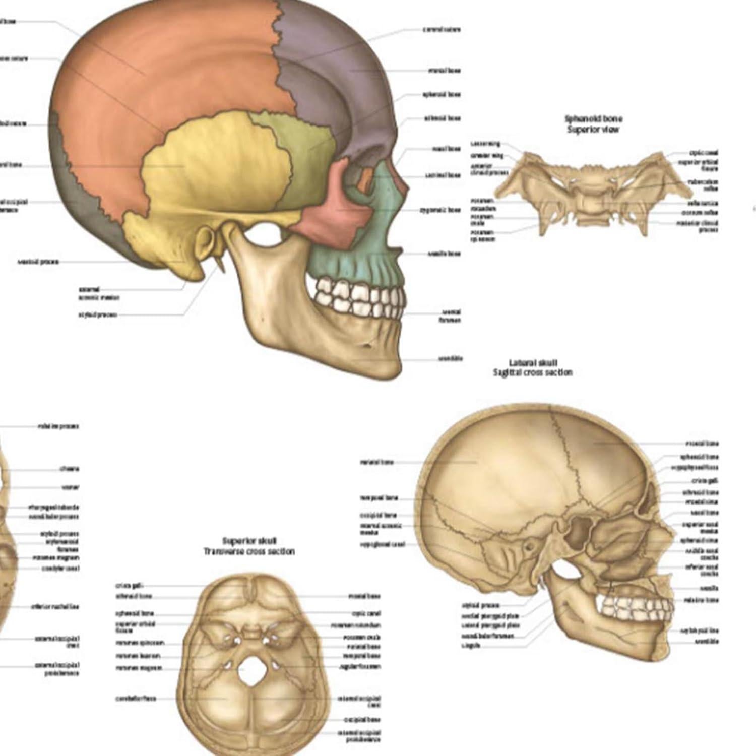 Póster de Anatomía del Cráneo Humano Laminado 43.9x57.2cm