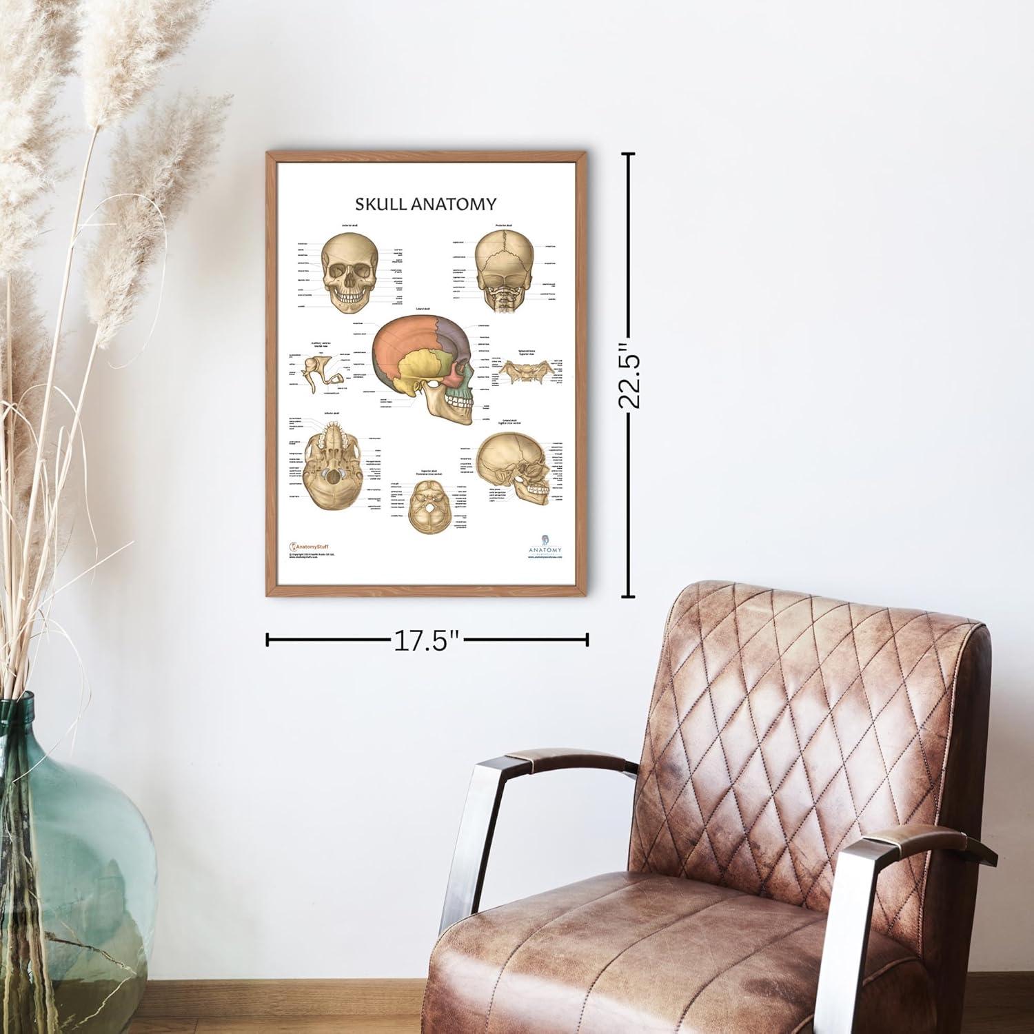 Póster de Anatomía del Cráneo Humano Laminado 43.9x57.2cm