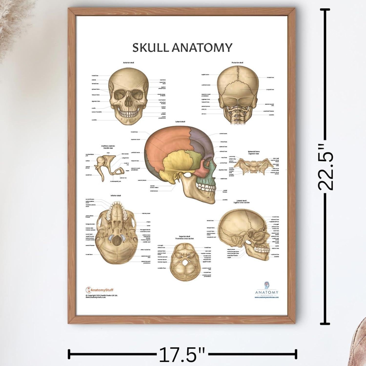 Póster de Anatomía del Cráneo Humano Laminado 43.9x57.2cm