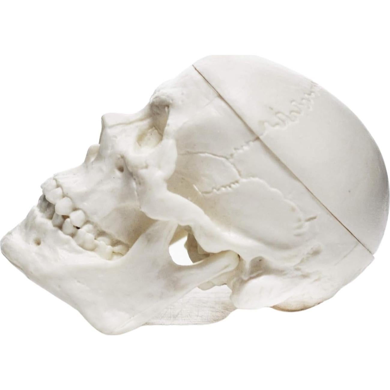 Modelo de Cráneo Humano Miniatura EISCO 3 Partes 6.35 cm