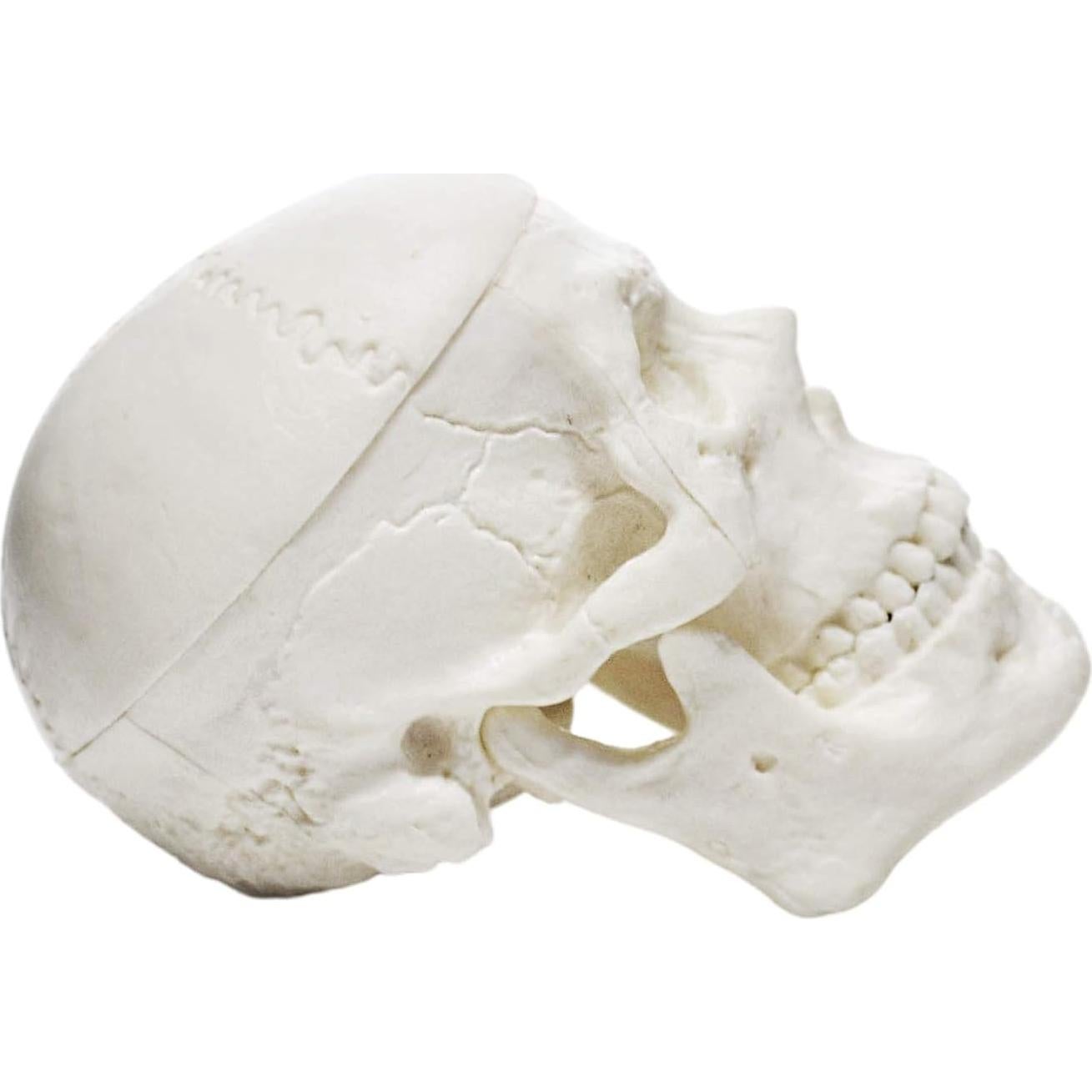 Modelo de Cráneo Humano Miniatura EISCO 3 Partes 6.35 cm