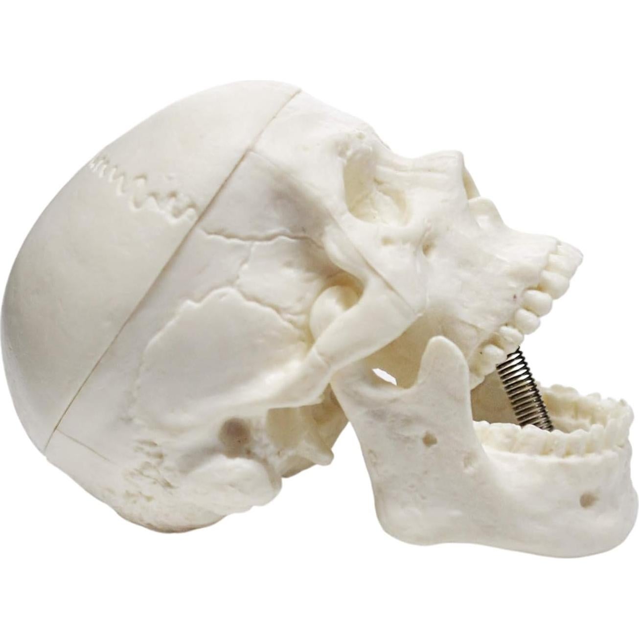 Modelo de Cráneo Humano Miniatura EISCO 3 Partes 6.35 cm