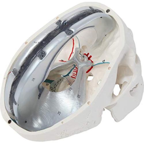 Cráneo Humano de 3 Partes Axis Scientific - Modelo Didáctico