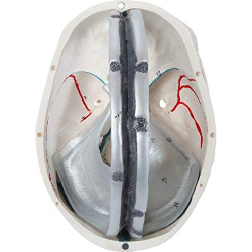 Cráneo Humano de 3 Partes Axis Scientific - Modelo Didáctico