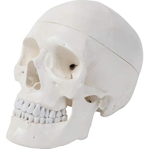 Cráneo Humano de 3 Partes Axis Scientific - Modelo Didáctico