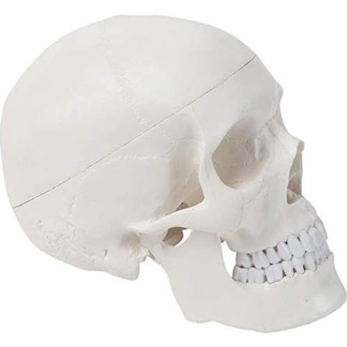 Cráneo Humano de 3 Partes Axis Scientific - Modelo Didáctico