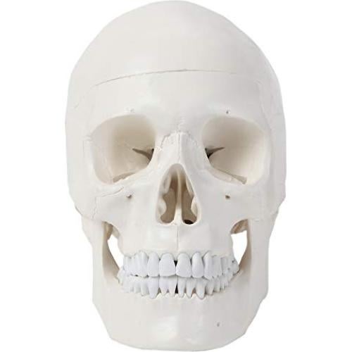 Cráneo Humano de 3 Partes Axis Scientific - Modelo Didáctico